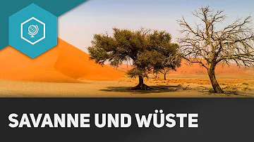 Wie ist die Vegetation in der Wüste?