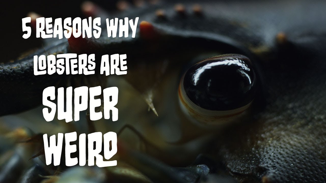 5 Reasons Why Lobsters Are Super Weird!