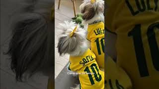#amomeupet#copadomundo##torcidadobrasil