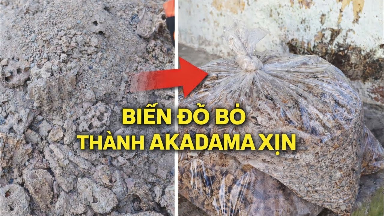 Thử xử lý xỉ than làm đất akadama xịn cho cây bonsai