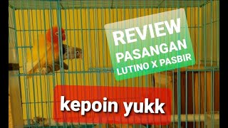 PASANGAN   LUTINO X PASBIR