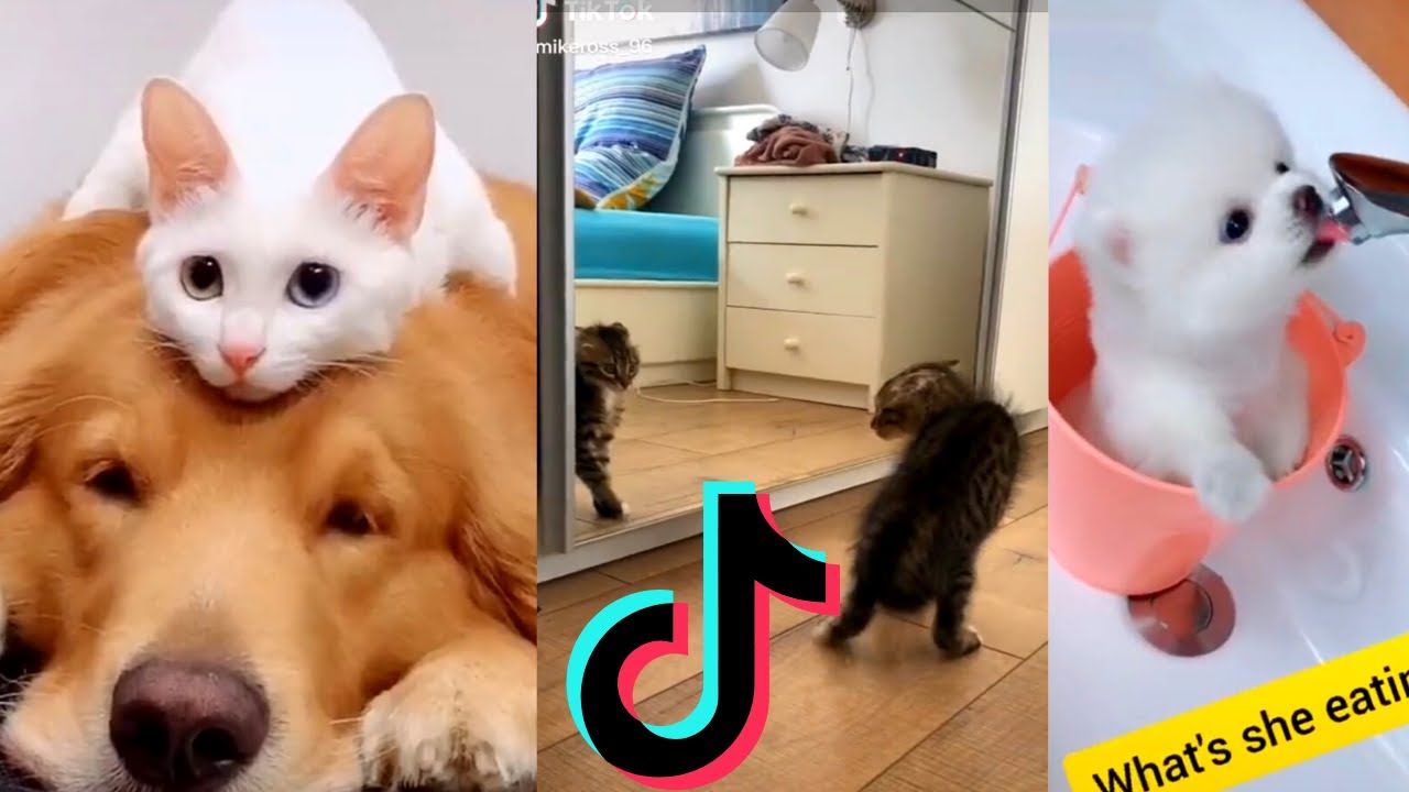 TikTok Pets Compilation 2021 The Most Cutest Animals on TikTok ...
