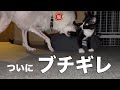 【悲報】拾ったばかりの猫を甘やかし過ぎた犬の末路　|捨て猫|売れ残り|スタンダードプードル|poodle