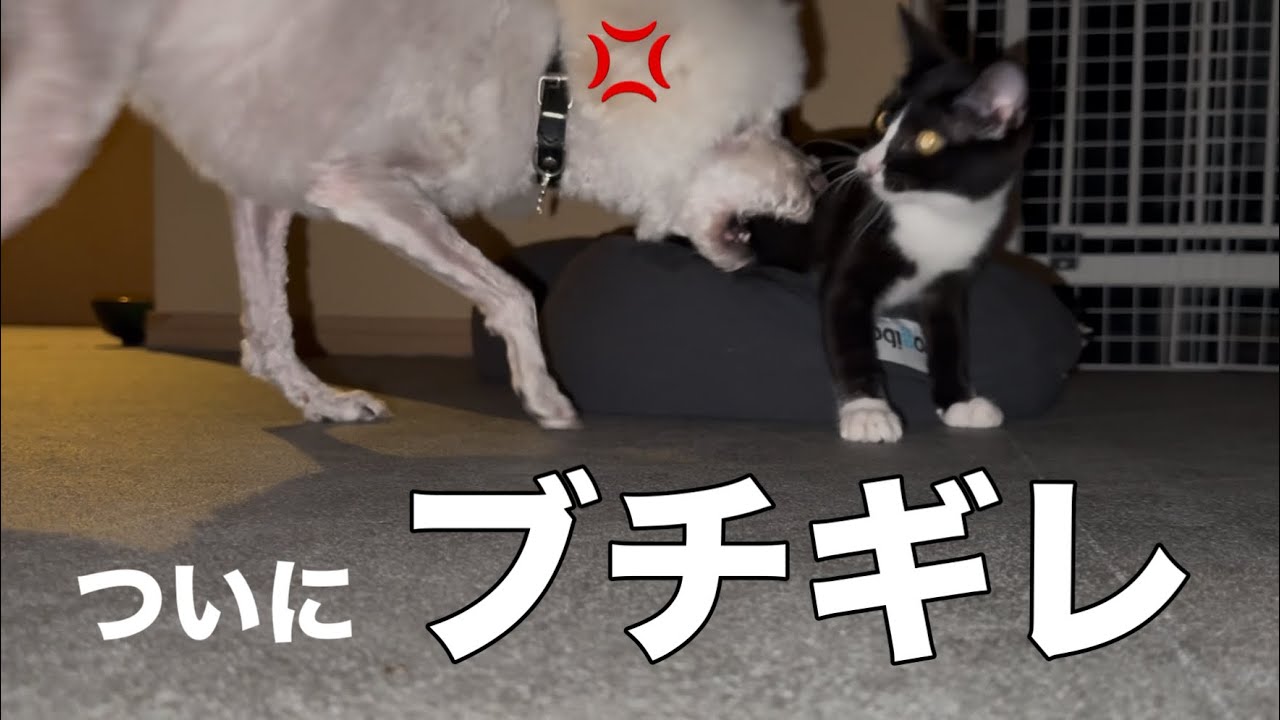 【悲報】拾ったばかりの猫を甘やかし過ぎた犬の末路　|捨て猫|売れ残り|スタンダードプードル|poodle