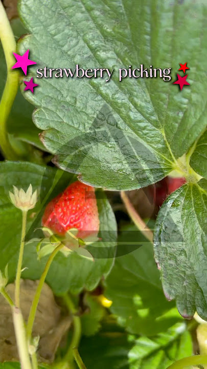 i love fruit sm :3 #alterhuman #antizoo #therian #nature #aesthetic #strawberry