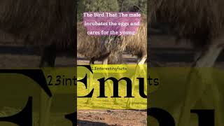 This Bird Male Incubates Eggs & Cares For... खतरह1