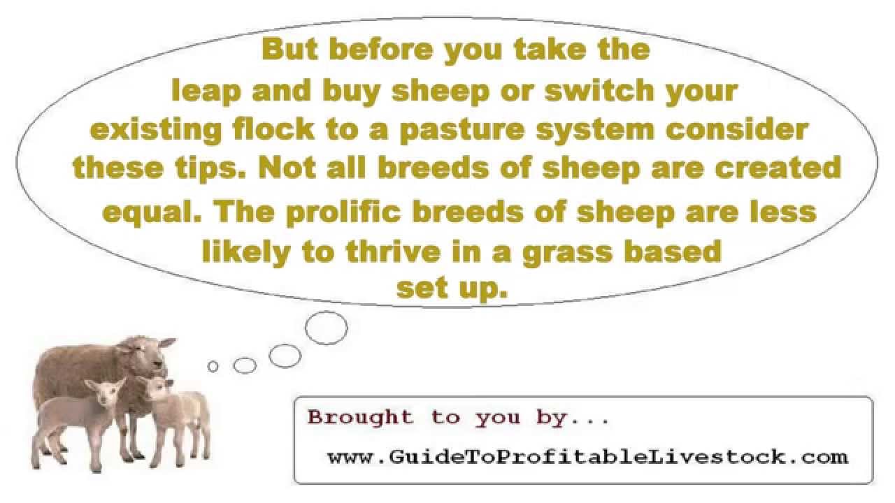 Profitable Sheep Farming Guidelines