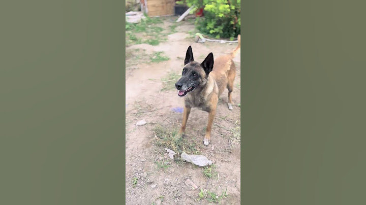The emergency rescue dog is awesome!