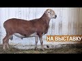 КАТУМСКИЕ ОВЦЫ на выставку. СХП "Катумы"