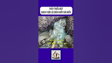 Sau khi thủy triều rút những con bạch tuộc khổng lồ xuất hiện qua nhưng khe nước #shorts #khampha