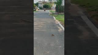 Cute Street Dog vs German Shepherd