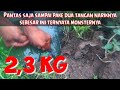 Terganas di Tahun 2021... Total 2,3 kg belut berhasil di taklukan di rawa ini.