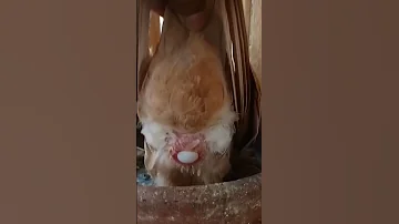 لحظة وضع بيض الحمام 