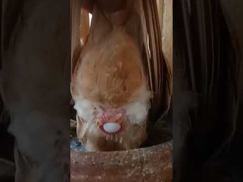 فيديو: كيفية رفع الحمام للحوم أو كحيوان أليف