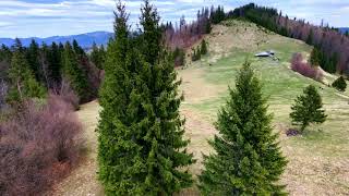 Flying Over a Spring Mountain Meadow at Rarău, Romania | FPV Drone Flight near Șaua Ciobanului