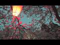 【ふるさと百景】 暮色蒼然 青田川夜桜(新潟県上越市)