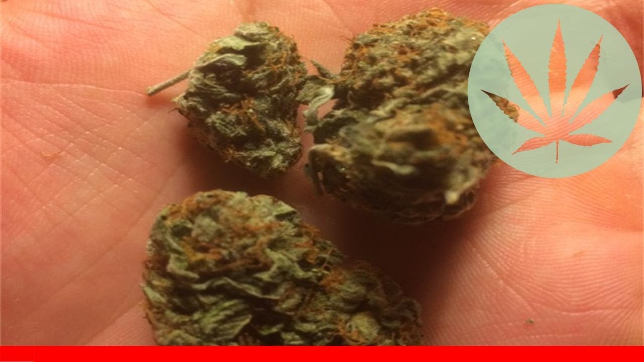 Lvpk - All About This Strain