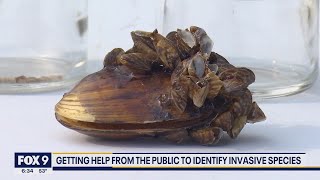 Stopping the spread of aquatic invasive species in Minnesota lakes | KMSP FOX 9 screenshot 4