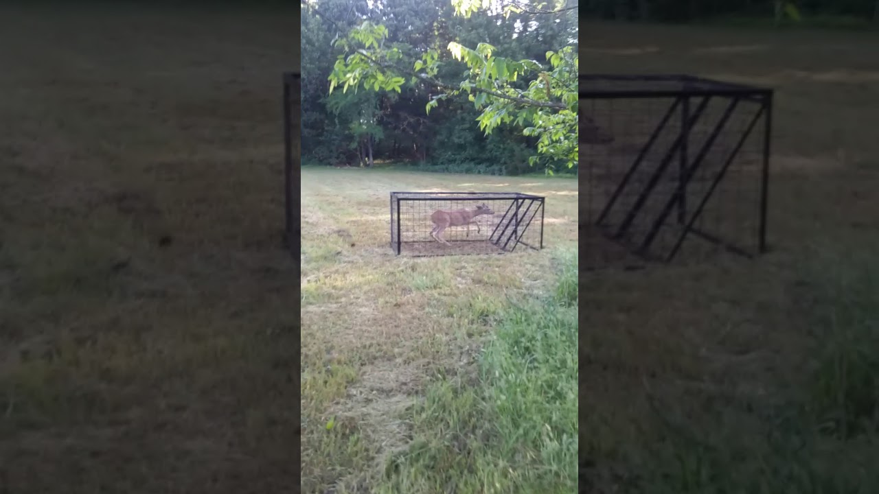 Deer going wild in hog trap! YouTube