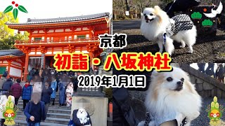 【ポメラニアン ライト】2019年お正月★八坂神社へ初詣【Pomeranian raito】New Year's Day 2019 New Year's Day to Yasaka Shrine
