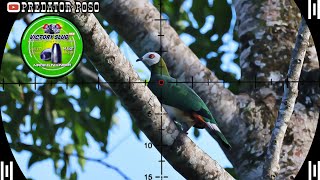 JUMBO PERGAM POINT / PERGAM BIRD HUNTING AT THE BANYAN TREE SPOT