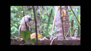 Indonesian Parrot Project Seram Cockatoo Release October 2015