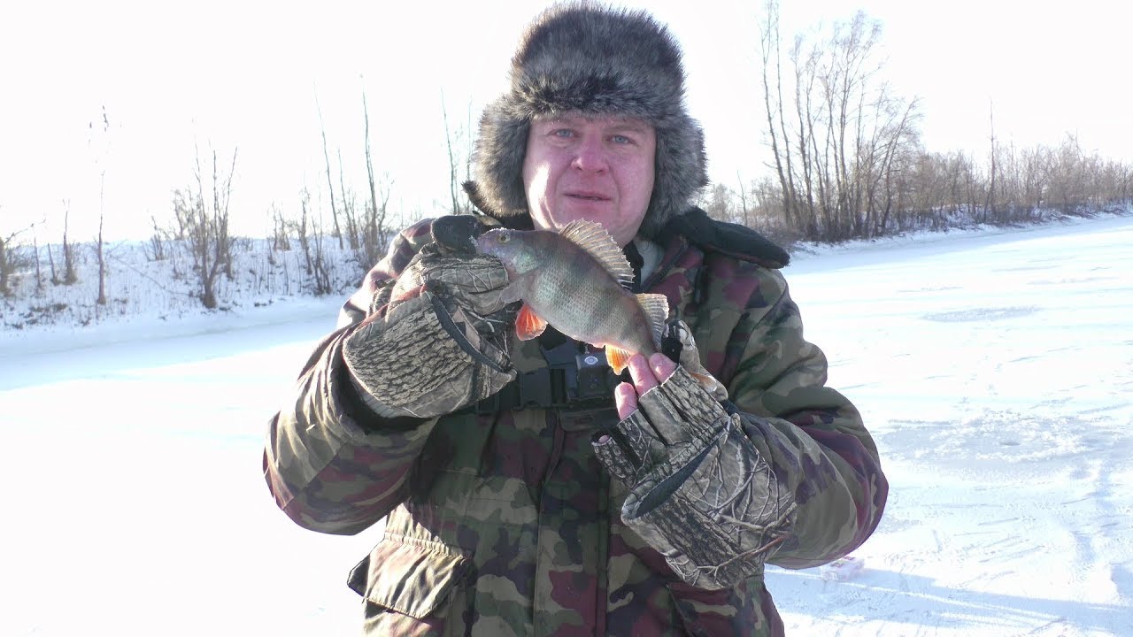 Ловля окуня зимой на блесну