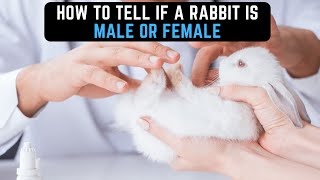 What are the Differences Between a Male and Female Rabbit? (How Can You Tell?)