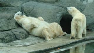 Медведь на рыбалке Медведь на рыбалке