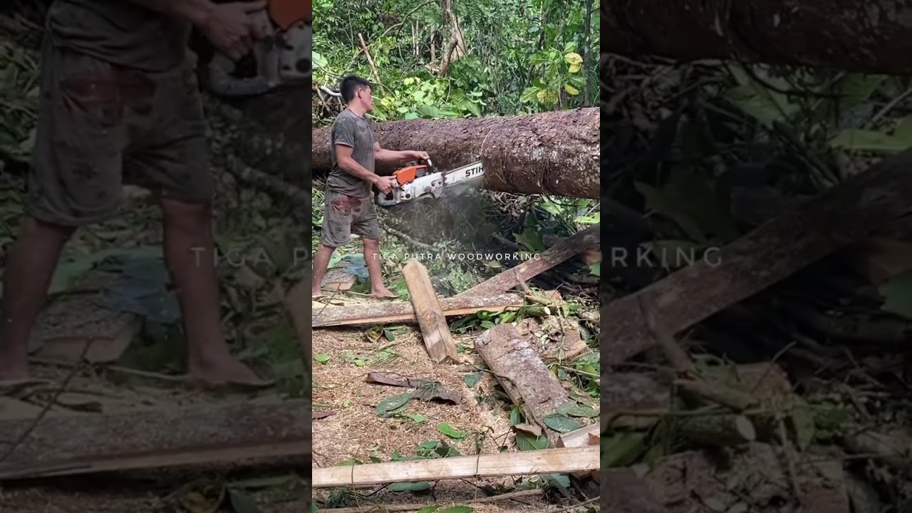 #68 SKILL PAKAI RANTAI BELAH MEMOTONG KAYU ANTI PECAH || STIHL BESAR