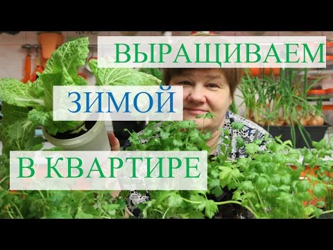 Выращивание зелени зимой в квартире.