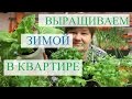 Выращивание зелени зимой в квартире.