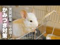 チンチラ放し飼い対策!賃貸の部屋を守り抜く!No.159