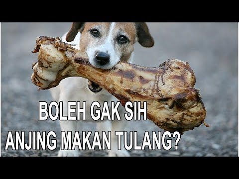 Boleh Gak Sih Anjing Makan Tulang?