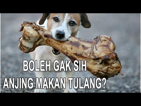 Video: Cara Menghentikan Anjing Dari Menggonggong Saat Sendiri