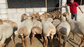 картинка: Мынааа Улук байке 100 баш токту сатыкка чыгарды