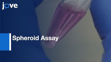 Spheroid Assay of Cancer Cell to Assess Invasion in a 3D Setting | Protocol Preview