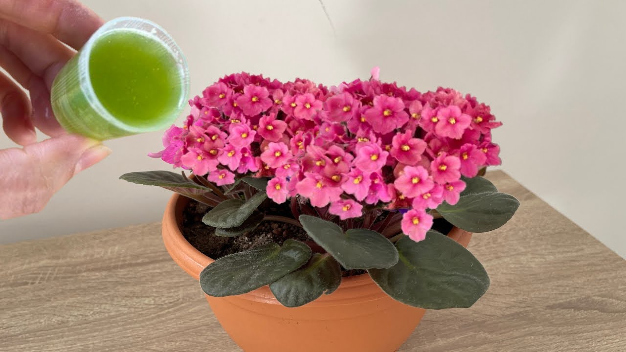 Просто дайте 1 чашку! Бесцветная фиалка внезапно проросла и дала много цветков.