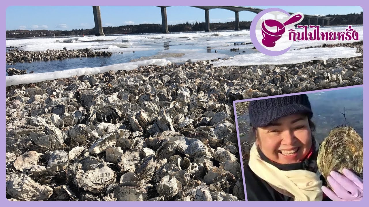 หาดเดนมาร์กมีหอยนางรมเป็นตัน!!!!เก็บฟรีไม่อั้น(2018) กับยายนางและพี่โอ๊ตจ้า
