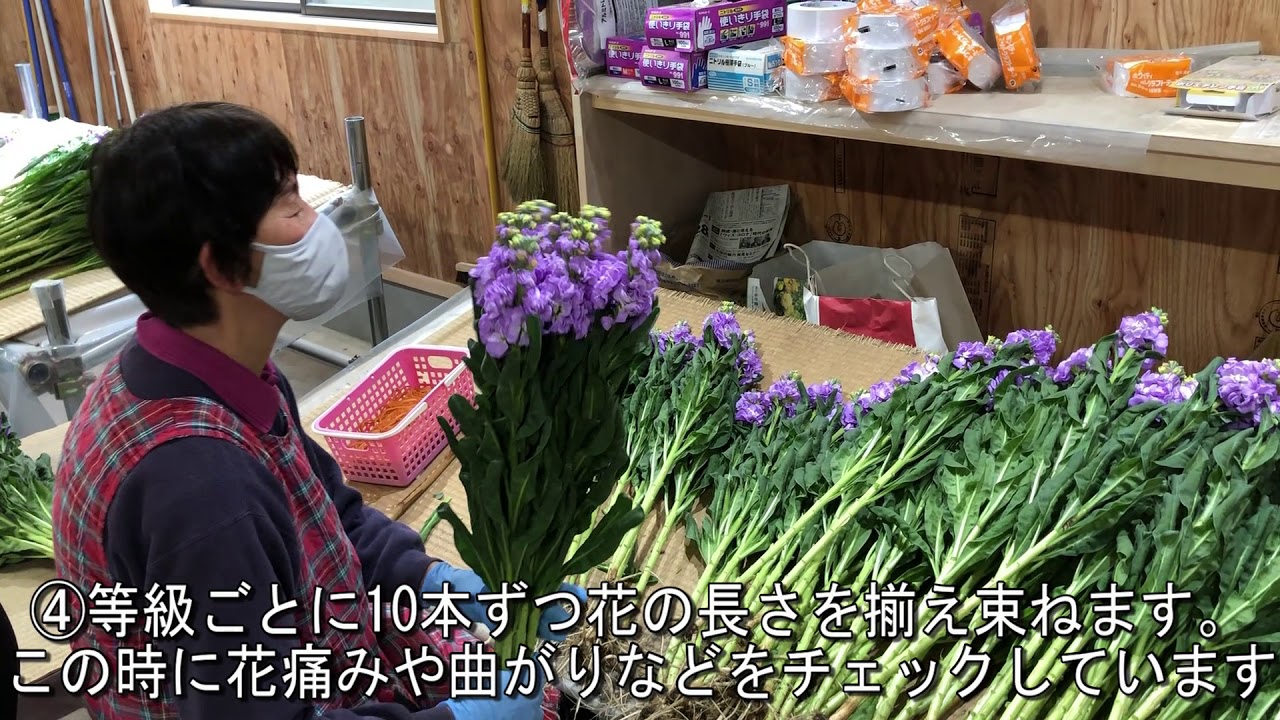 ヤマキ花卉園作業紹介 ストック編 Youtube