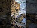 🌊🌞Funny Sea Lions🦭🐬 #explorepage #sandiego #lajolla #amazing #nature #real #cute #wildlife #sealife