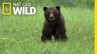 Scientists Use Salmon Guts to Study Bears | Destination WILD