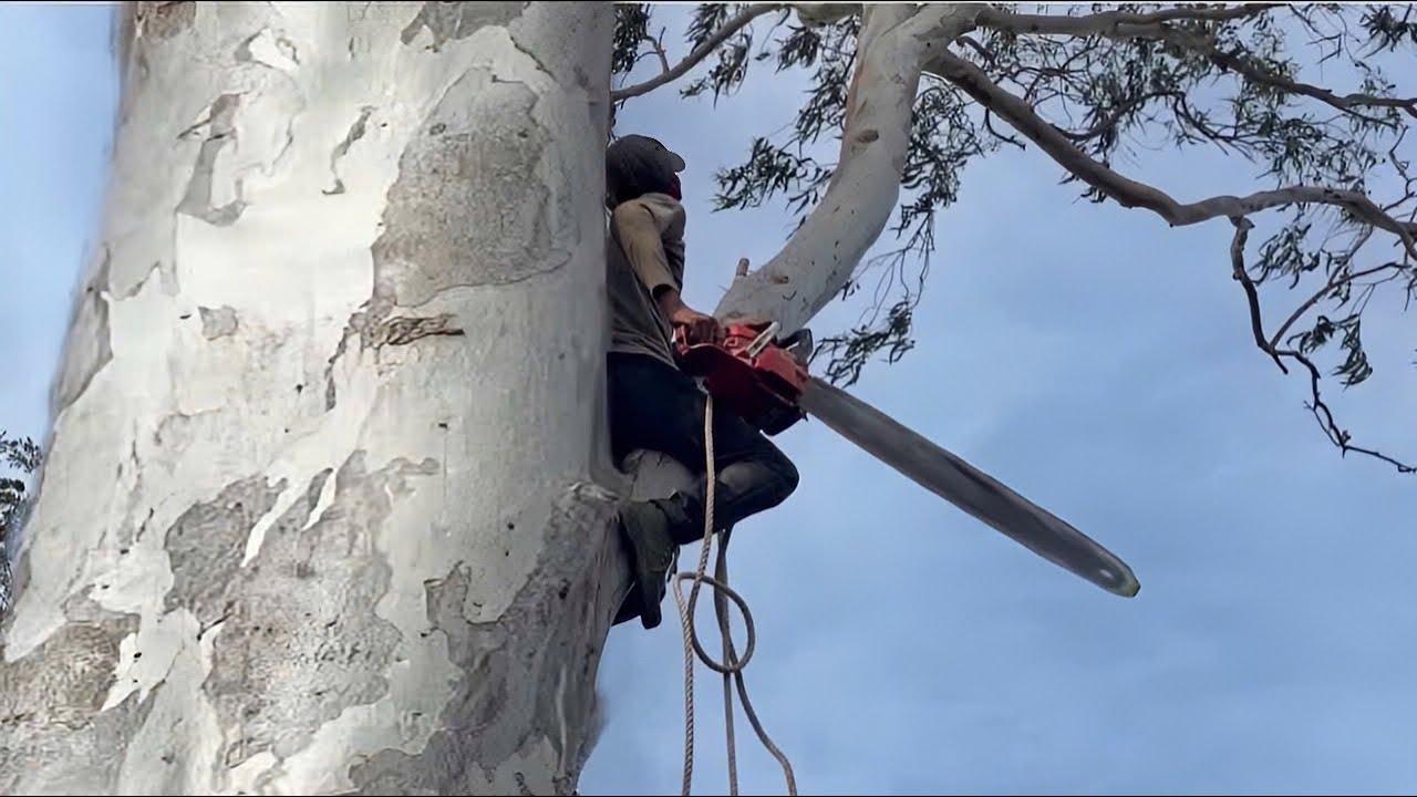 Cưa hai cây bạch đằn siêu khủng siêu to , Nhiều nhánh . Cưa cây kỷ thuật cao