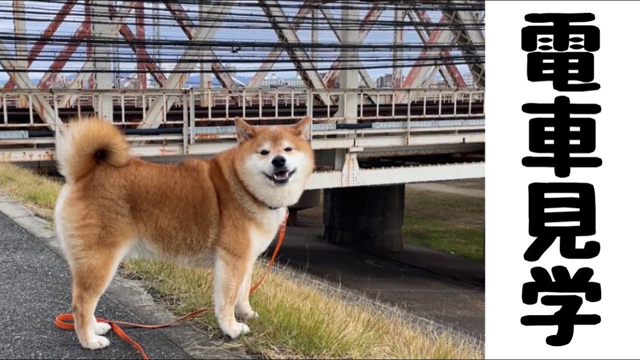 最前列で電車を見れてご満悦の柴犬