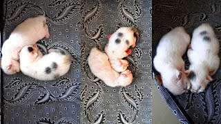 Cute Kittens 2023 😸 | Mother Cat - Two Kittens 😍 |  Cute Cat | Baby cat by Cat Dog Funniest World  108 views 1 year ago 4 minutes, 6 seconds
