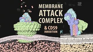 Membrane Attack Complex (MAC) and the CD59 inhibitor | Molecular Animation