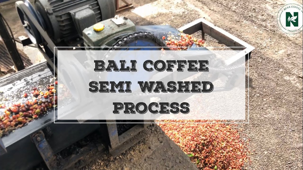 Bali Coffee Semi Washed Process | Nera Coffee | Kintamani - YouTube