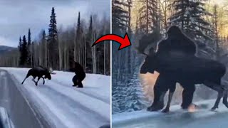 Download Lagu Vi a BIGFOOT atacar a un ciervo en un bosque de Montana — El gobierno me obligó a CALLAR! MP3