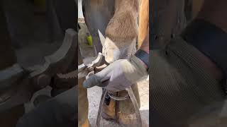 Finishing Off #Farrier #Equestrian #Satisfying #Shortswithcamilla #Asmr #Oddlysatisfying