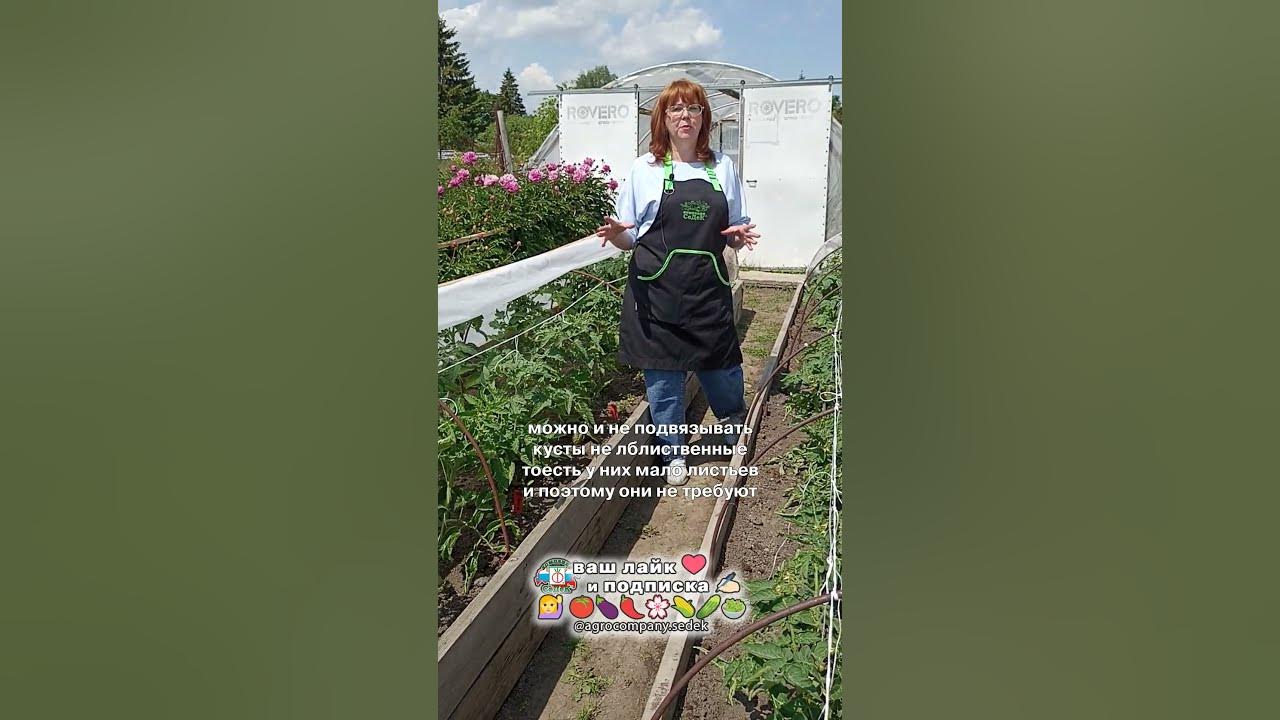 Томаты НЕПрихотливые и НЕПасынкующиеся. Наши фирменные НЕПАСЫ. - YouTube